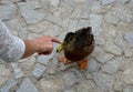 A girl`s hand in a lace T-shirt tries to touch the beak of a mallard duck sitting on a gray cobbled granite street. View from the Royalty Free Stock Photo