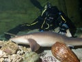 Courageous diver and Nurse shark Royalty Free Stock Photo