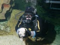 Courageous diver and small Nurse shark Royalty Free Stock Photo