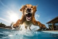 Courageous Dog jump in pool. Generate Ai Royalty Free Stock Photo