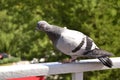 A courageous pigeon Royalty Free Stock Photo