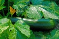 Courgette Royalty Free Stock Photo