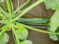 Courgette bio zucchini farm field vegetable garden squash planting young Cucurbita pepo crop baby plant marrow hotbed Royalty Free Stock Photo