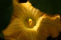 Courgette Flower