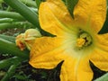 Courgette Flower