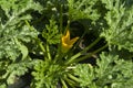 Courgette flower