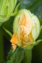 Courgette flower II Royalty Free Stock Photo