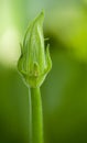 Courgette flower III