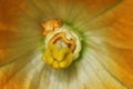 Courgette flower on a plant Royalty Free Stock Photo