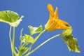 Courgette flower