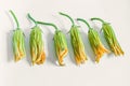 Courgette flowers on a white background Royalty Free Stock Photo