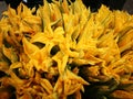 Courgette flowers