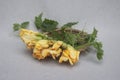 Basket filled with Courgette Flowers