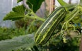 Courgette With Leaves Marrow Zucchini