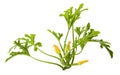 Courgette plant Royalty Free Stock Photo