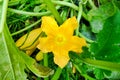 Courgette Plant