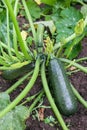Green zucchini growing in garden Royalty Free Stock Photo
