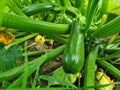 Courgette plant Cucurbita pepowith green fruits growing in garden Royalty Free Stock Photo