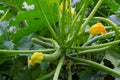 Courgette plant in garden Royalty Free Stock Photo
