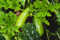 Courgette plant with green fruits growing in the garden Royalty Free Stock Photo