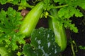 Courgette plant with green fruits growing in the garden