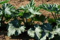 Courgette plants