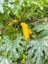 Courgette vegetable growing, Yellow Zucchini