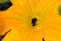 Courgette Yellow Flower Marrow Zucchini Bumblebee Pollinating