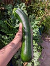 Courgette or Zucchini fruit held in hand, plant behind.