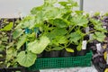 Courgette/zucchini plants in pots for planting