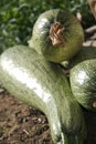 Courgettes Royalty Free Stock Photo