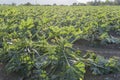 Courgettes plants in field, Agri valley, Italy