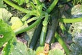 Courgettes from their own garden Royalty Free Stock Photo