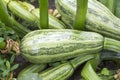 Courgettes zucchini grow on the garden Royalty Free Stock Photo