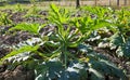 Courgettes or zucchini in a kitchen garden. Royalty Free Stock Photo