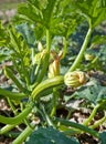 Courgettes or zucchini in a kitchen garden. Royalty Free Stock Photo