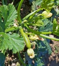 Courgettes or zucchini in a kitchen garden. Royalty Free Stock Photo