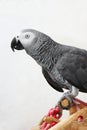 Courious african grey parrot