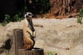 Courious Meerkat