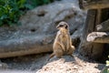 Courious Meerkat sitting on sunny warm sand in Bratislava Zoo