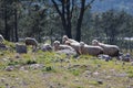 Courious Sheep in a mountain Royalty Free Stock Photo