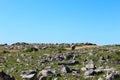 Courious Sheep in a mountain