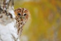 Courious tawny owl Royalty Free Stock Photo