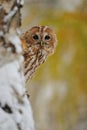 Courious tawny owl