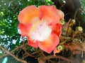 Couroupita guianensi or cannonball tree or guianensis