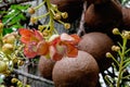 Couroupita guianensis. Cannonball tree flowers Royalty Free Stock Photo