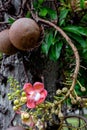 Couroupita guianensis. Cannonball tree flowers Royalty Free Stock Photo