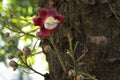 Couroupita guianensis - Details - flowers and exotic fruits