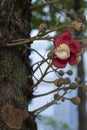 Couroupita guianensis - Details - flowers and exotic fruits