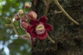 Couroupita guianensis - Details - flowers and exotic fruits